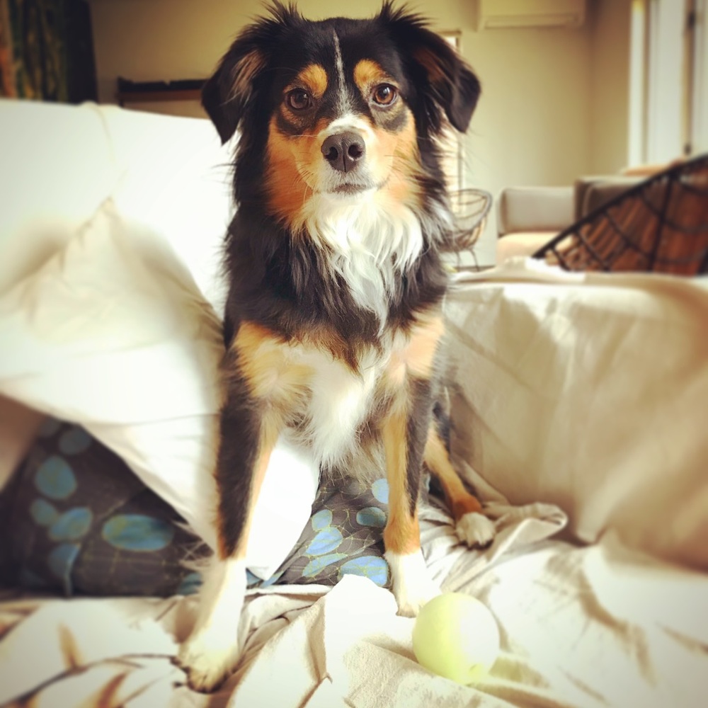 Meet your Posher, Beau